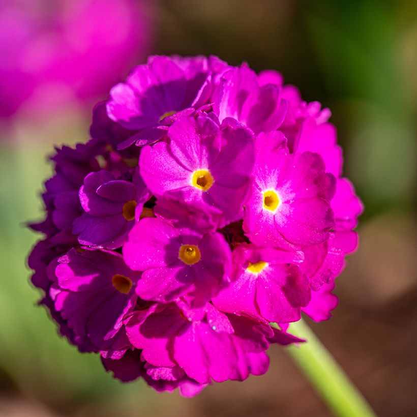 Primula denticulata Rubin (Floración)