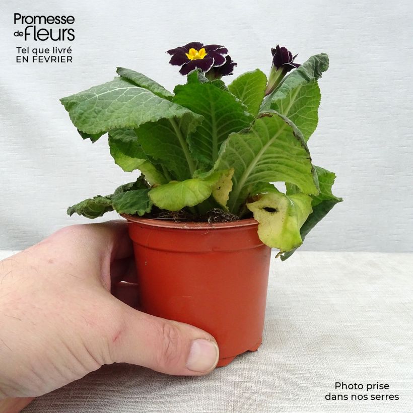 Primula eliator Black Laced Ejemplar entregado en invierno