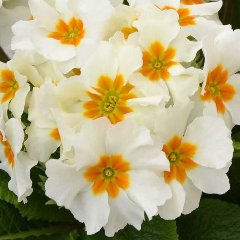 Primula eliator Colibri Withe Orange Eye (Floración)