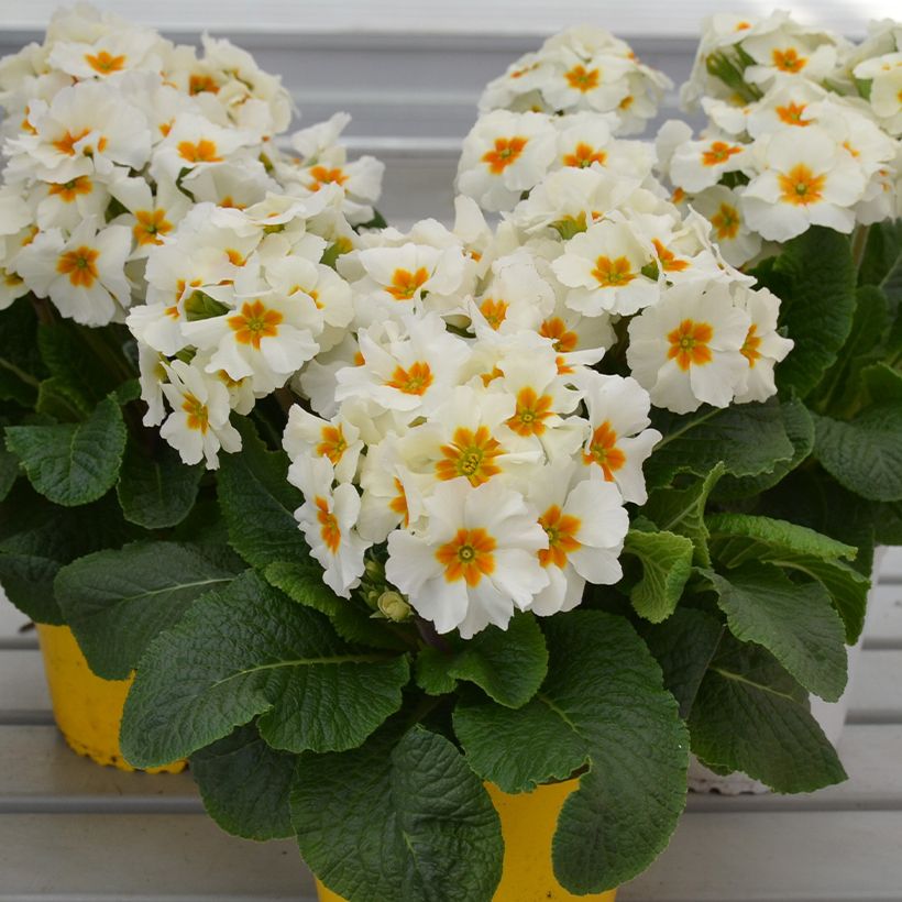 Primula eliator Colibri Withe Orange Eye (Porte)