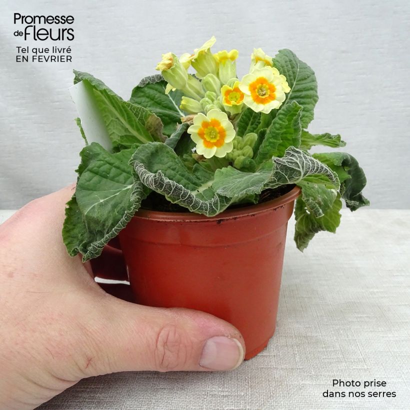 Primevère - Primula elatior Cream Orange Eye Godet de 8/9 cm Ejemplar entregado en invierno