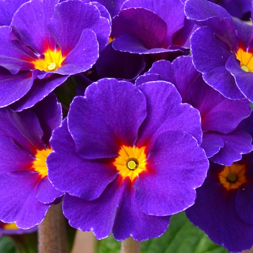 Primula elatior Veristar Late Blue (Floración)