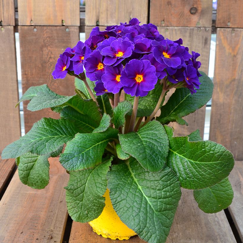 Primula elatior Veristar Late Blue (Porte)