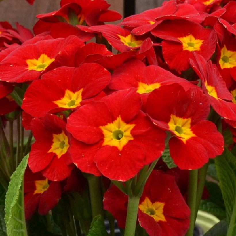 Primula eliator Veristar Late Red F1 (Floración)