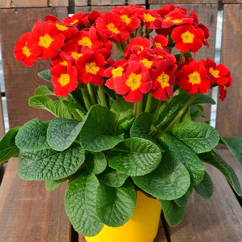 Primula eliator Veristar Late Red F1 (Porte)