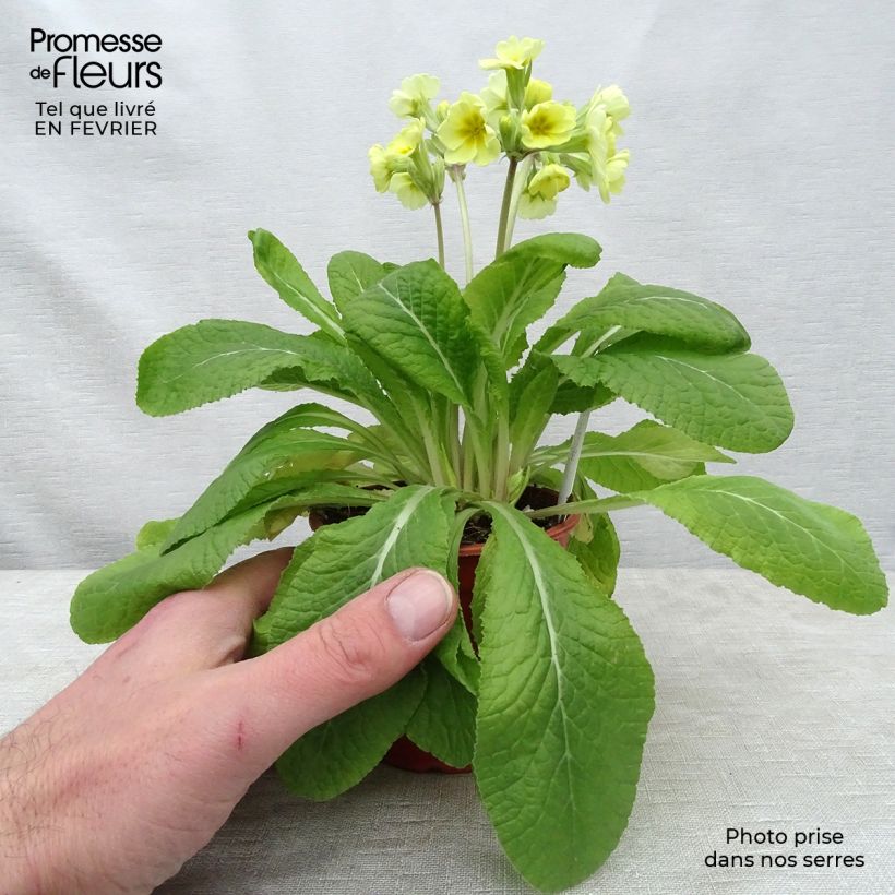 Primevère - Primula elatior Veristar Lemon Godet de 8/9 cm Ejemplar entregado en invierno