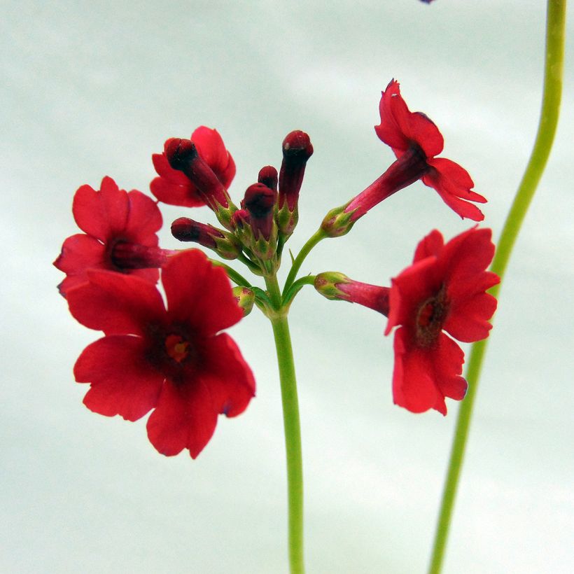 Primula japonica (Floración)