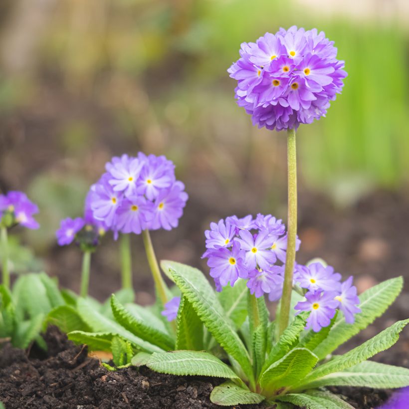 Primula denticulata Prom Lilac (Porte)