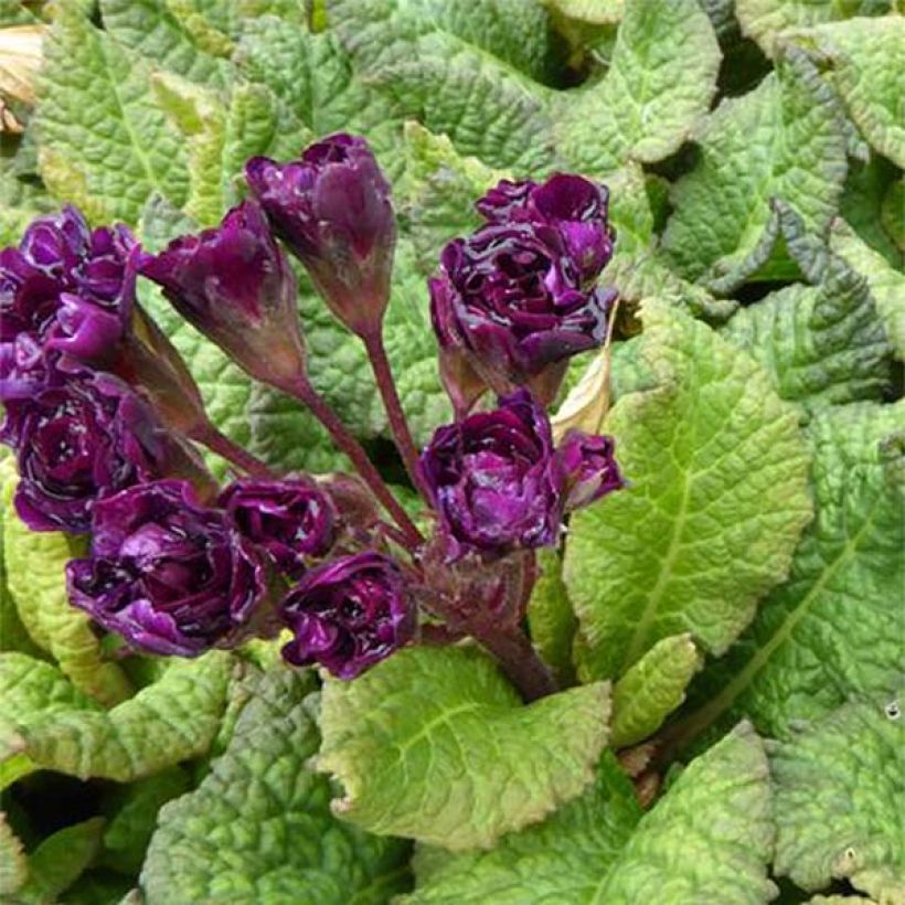 Primula vulgaris Strong Beer (Floración)