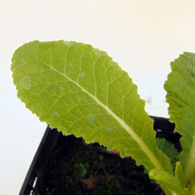 Primula vulgaris (Follaje)