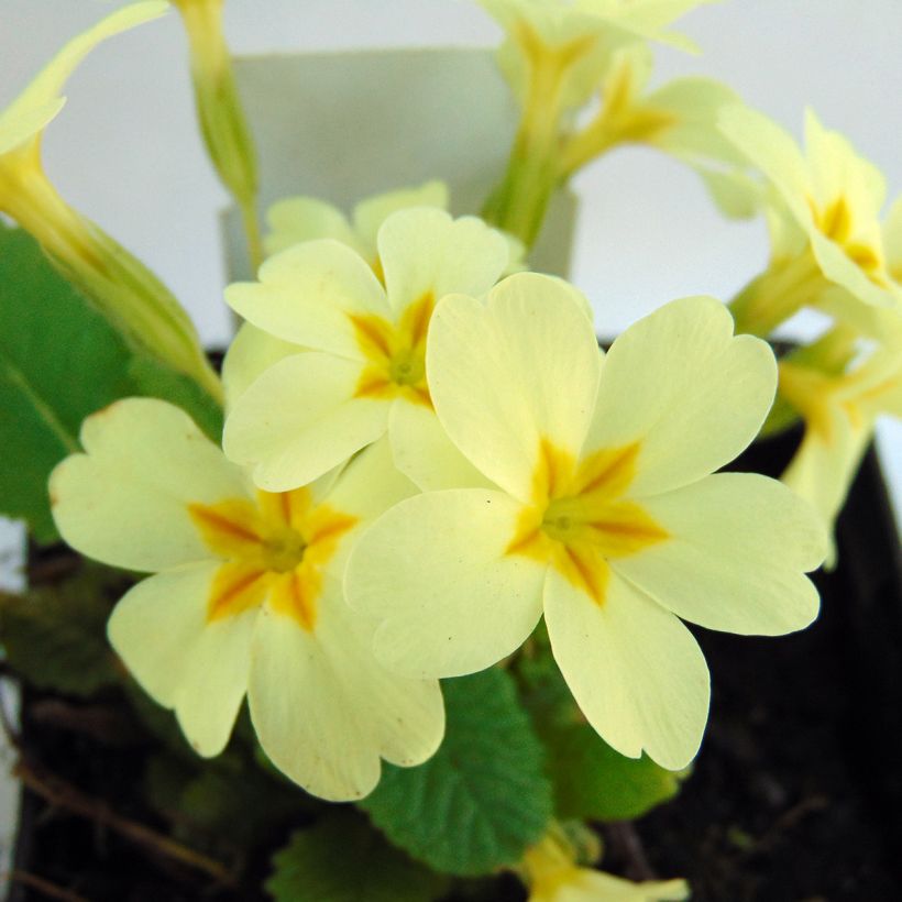 Primula vulgaris (Floración)