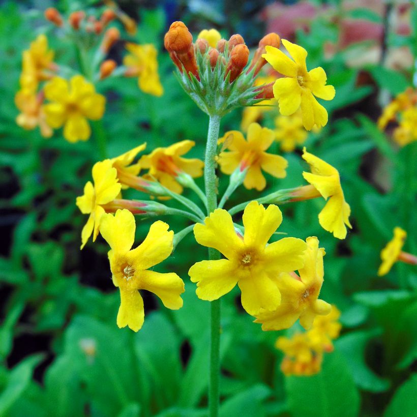 Primula bulleyana (Floración)