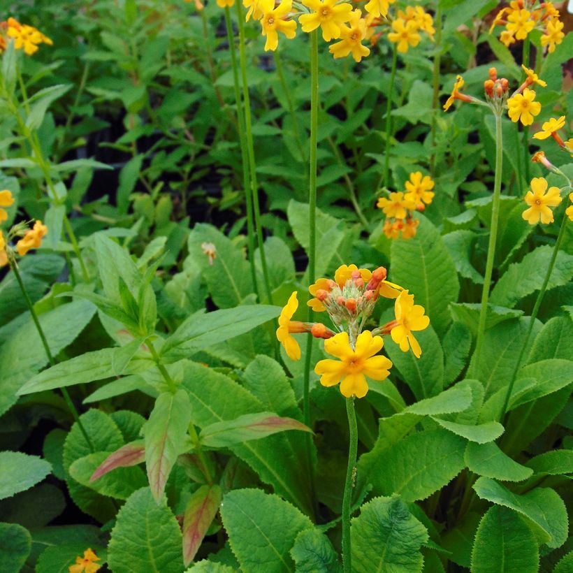 Primula bulleyana (Porte)