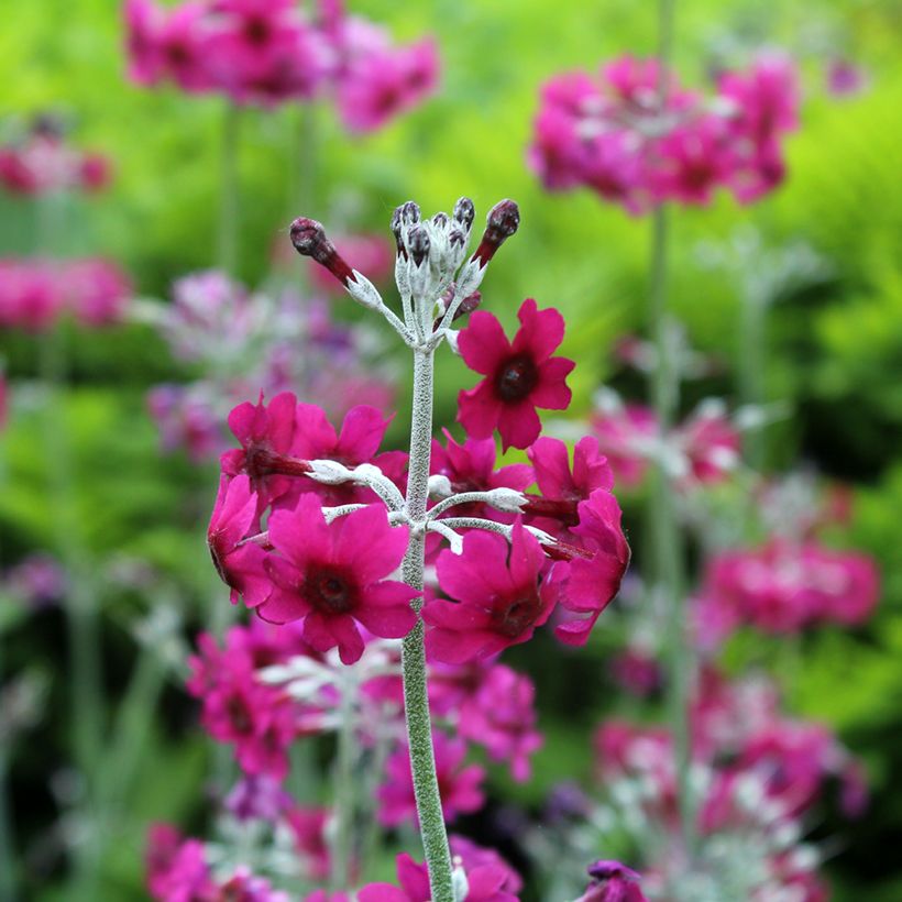 Primula pulverulenta (Floración)