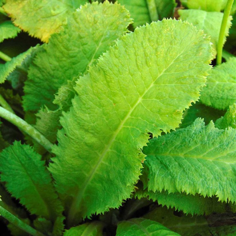 Primula capitata subsp. mooreana (Follaje)