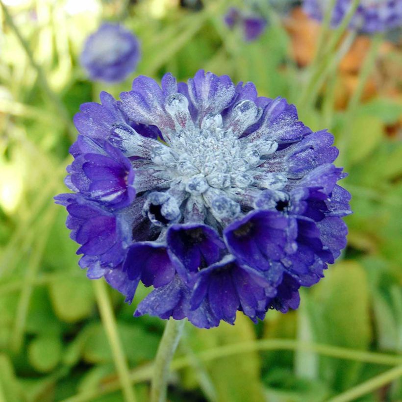 Primula capitata subsp. mooreana (Floración)