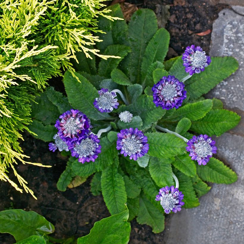 Primula capitata subsp. mooreana (Porte)