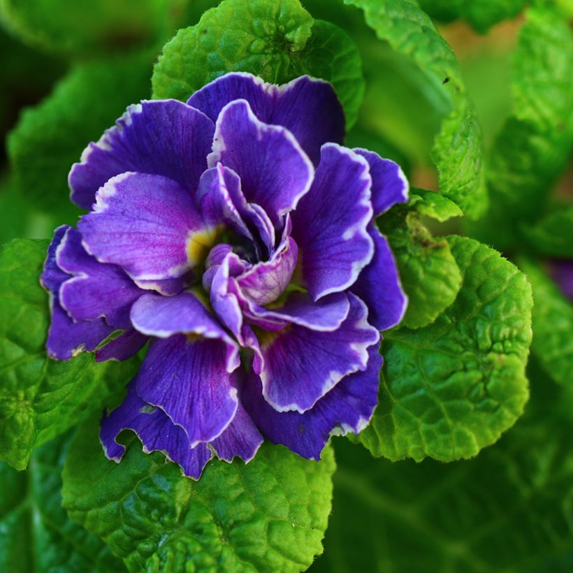 Primula vulgaris Belarina Amethyst Ice (Floración)