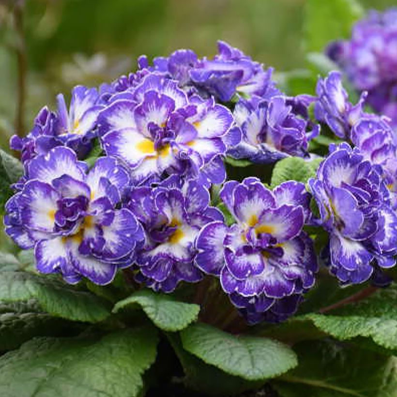 Primula vulgaris Belarina Blue Ripples (Floración)