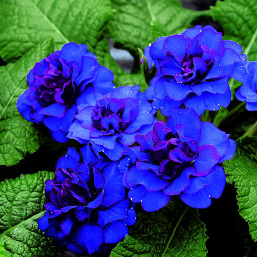 Primula vulgaris Belarina Cobalt Blue (Floración)