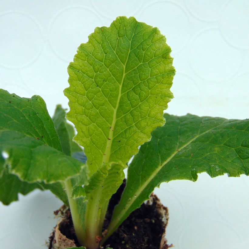 Primula vulgaris Belarina Cobalt Blue (Follaje)