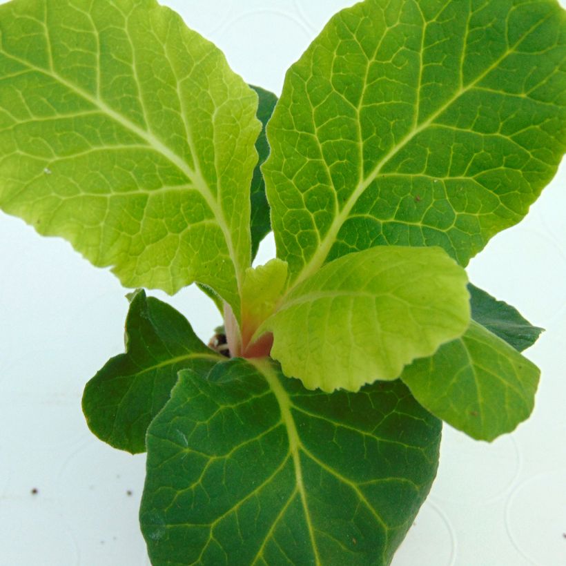 Primula vulgaris Belarina Cream (Follaje)