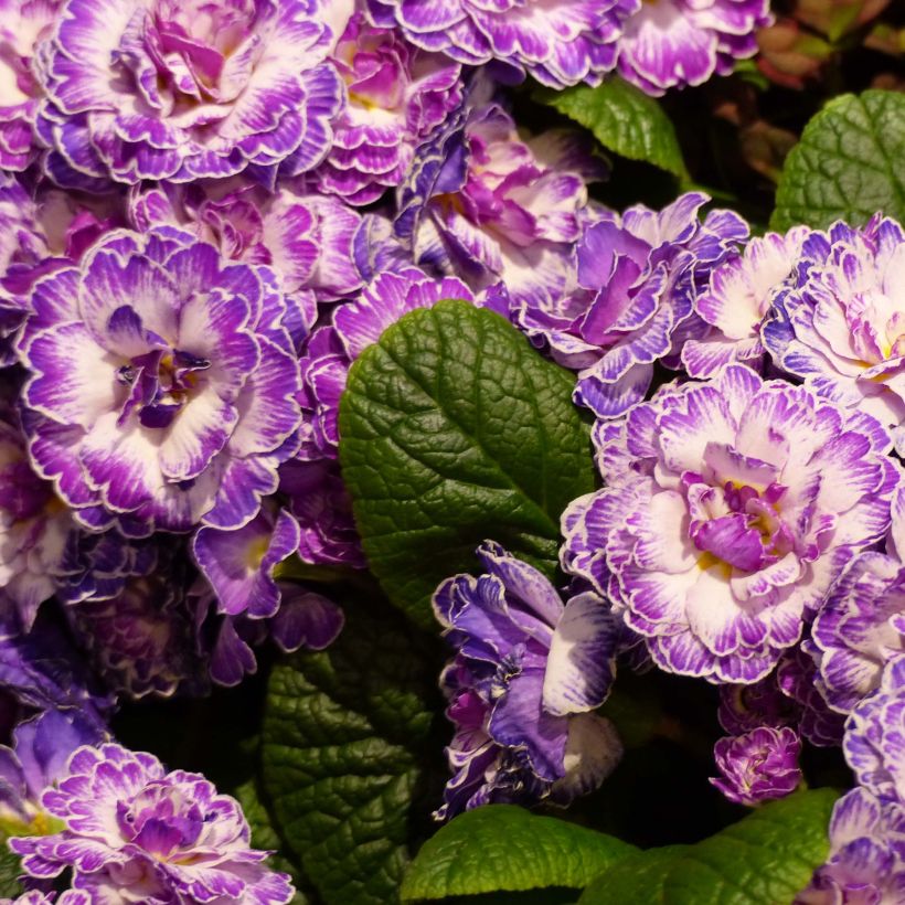 Primula vulgaris Belarina Lively Lilac (Floración)