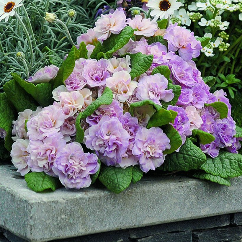 Primula vulgaris Belarina Pink Champagne (Porte)