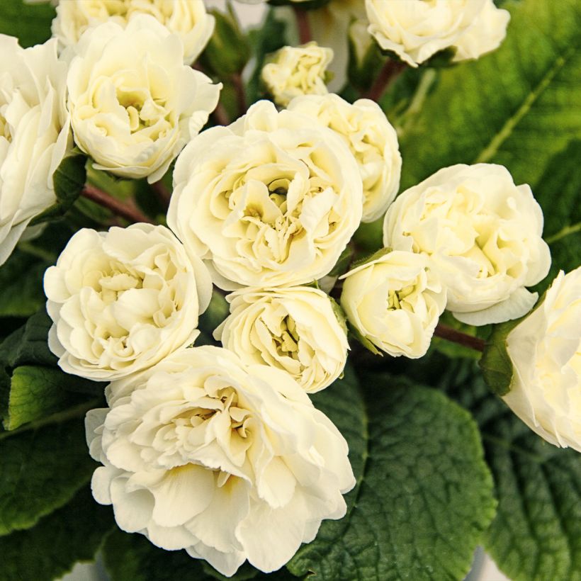 Primula vulgaris Belarina Vanilla (Floración)