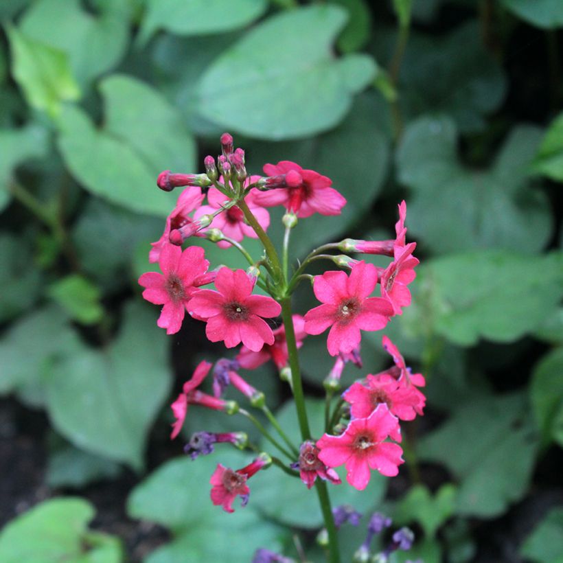 Primula japonica Millers Crimson (Floración)