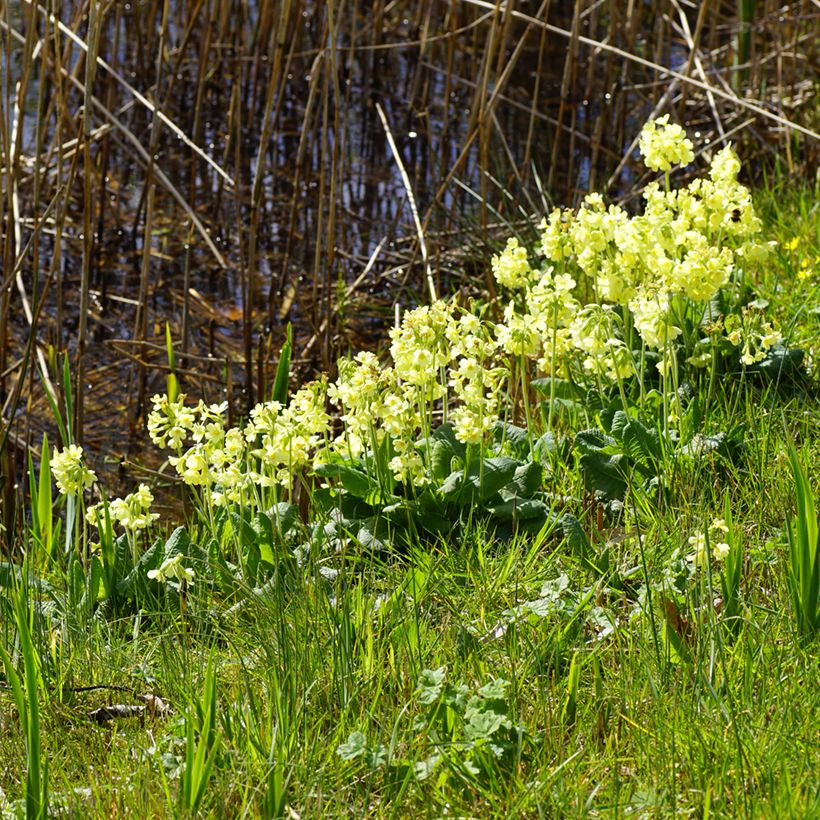 Primula elatior double Rubens (Porte)