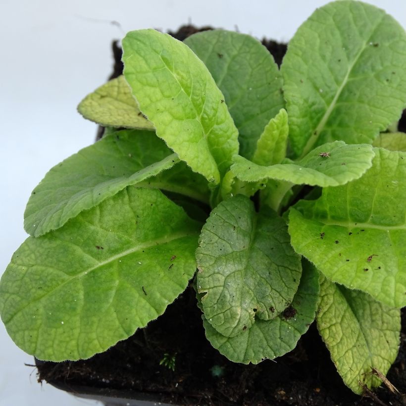 Primula polyanthus Dark Rosaleen (Follaje)