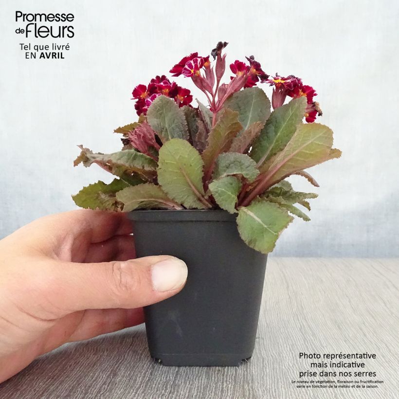 Primula polyanthus Dark Rosaleen Maceta de 8/9 cm Ejemplar entregado en la primavera