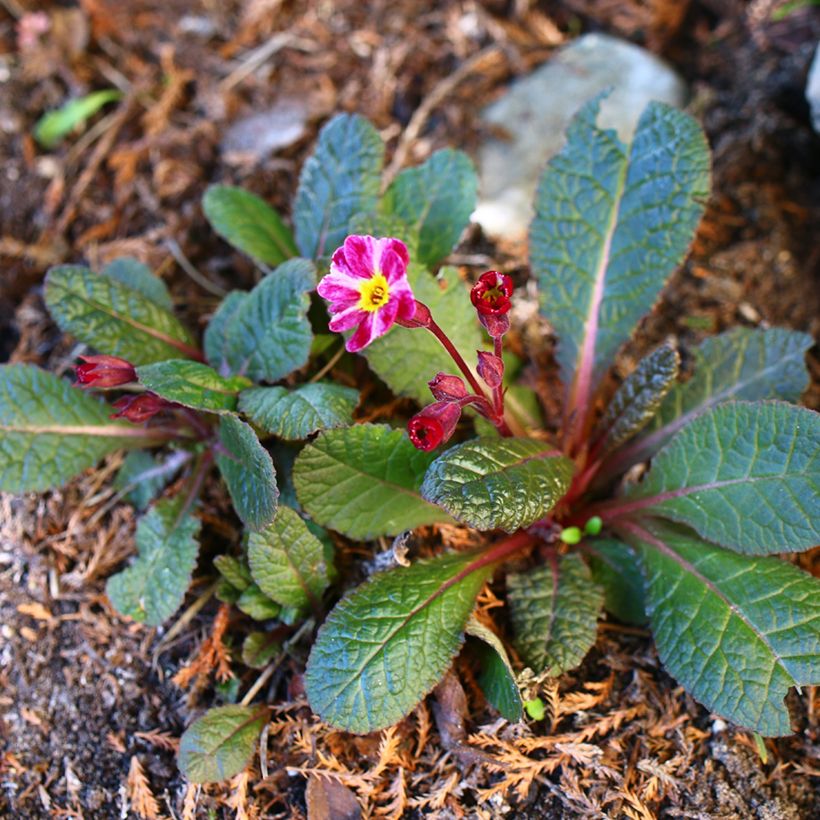 Primula polyanthus Dark Rosaleen (Porte)