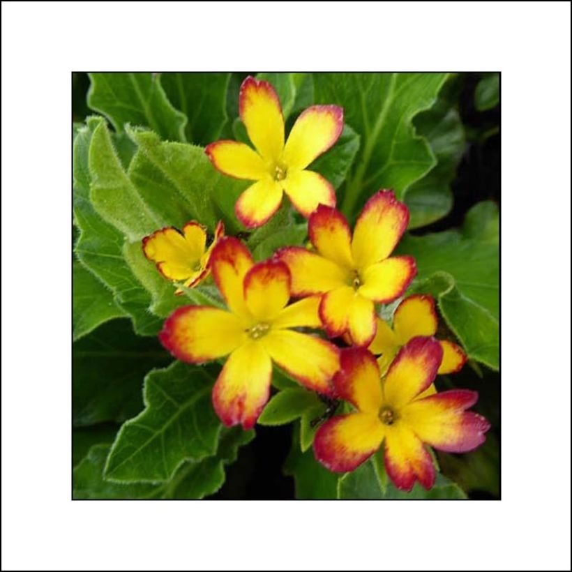 Primula polyanthus Oak Leaf Yellow Picotee (Floración)