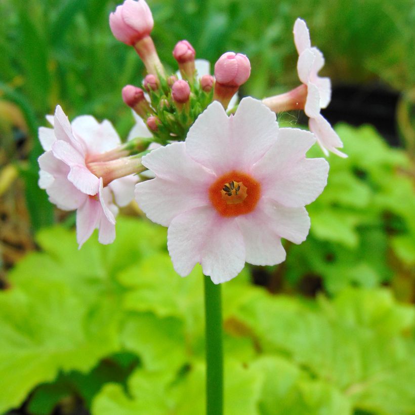 Primula japonica Apple Blossom (Floración)