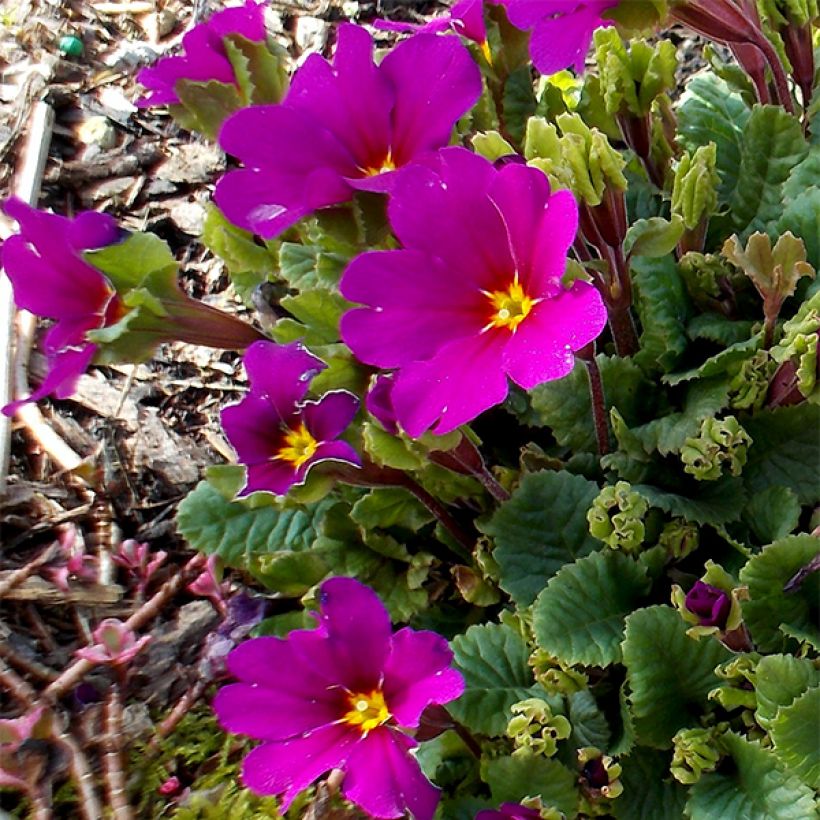 Primula juliae Wanda (Floración)