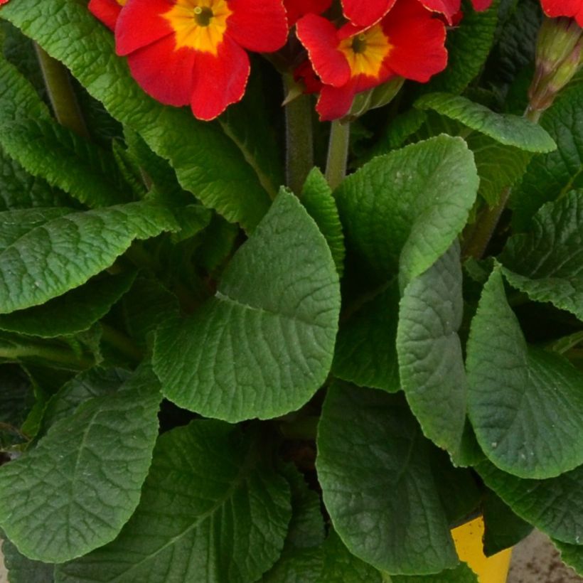 Primula elatior Colibri Red Shades (Follaje)