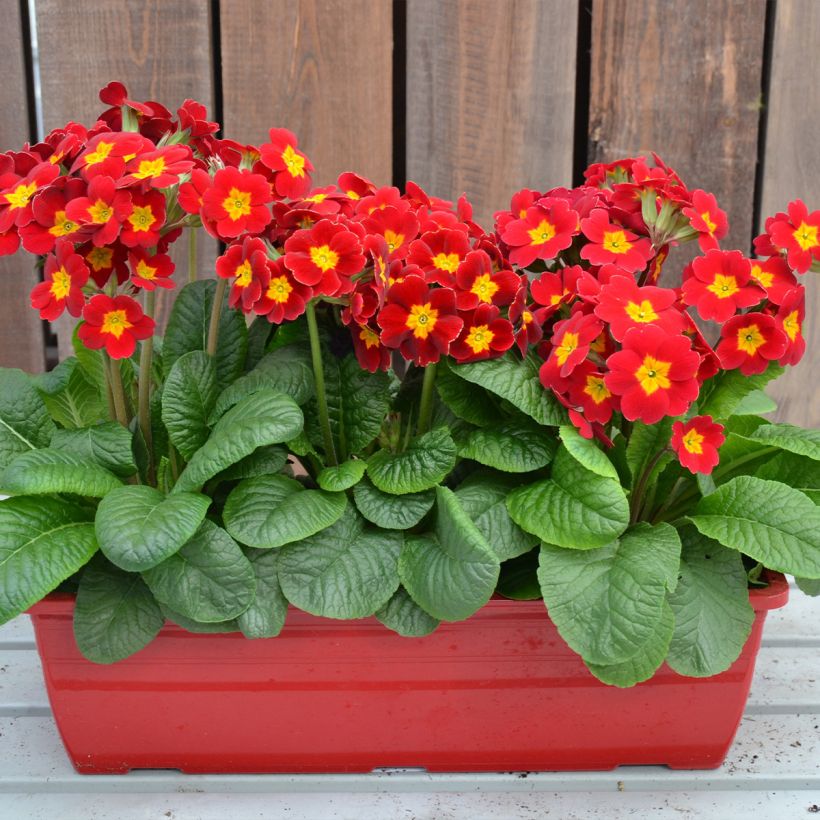 Primula elatior Colibri Red Shades (Porte)