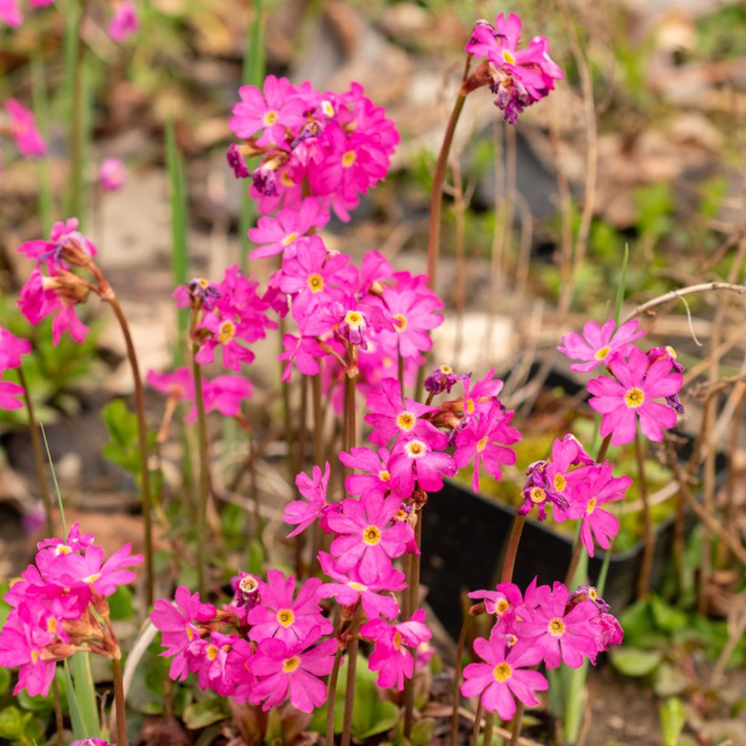 Primula rosea Grandiflora (Floración)