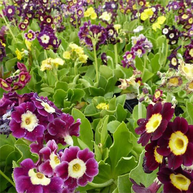 Primula pubescens Mix (Floración)