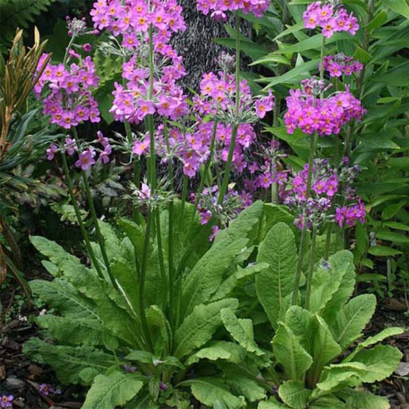 Primula beesiana (Porte)