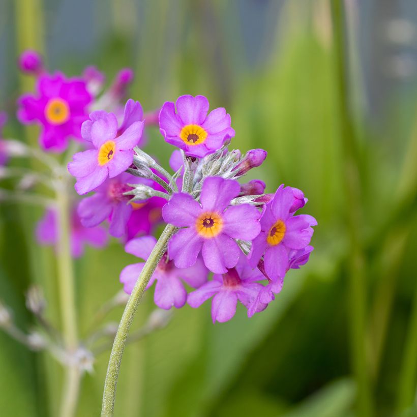 Primula beesiana (Floración)