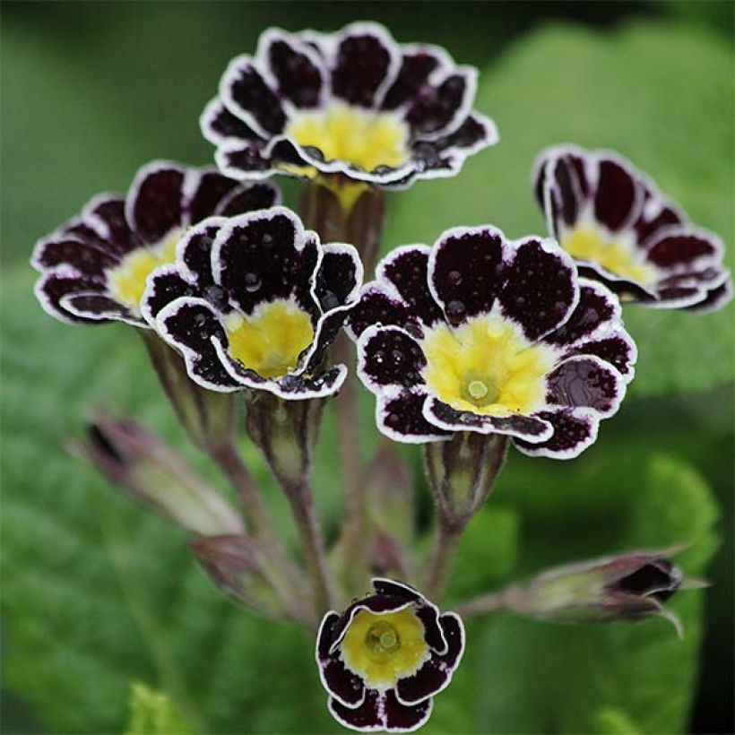 Primula eliator Gold Lace Black (Floración)