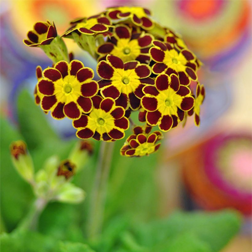 Primula eliator Gold Lace Red (Floración)