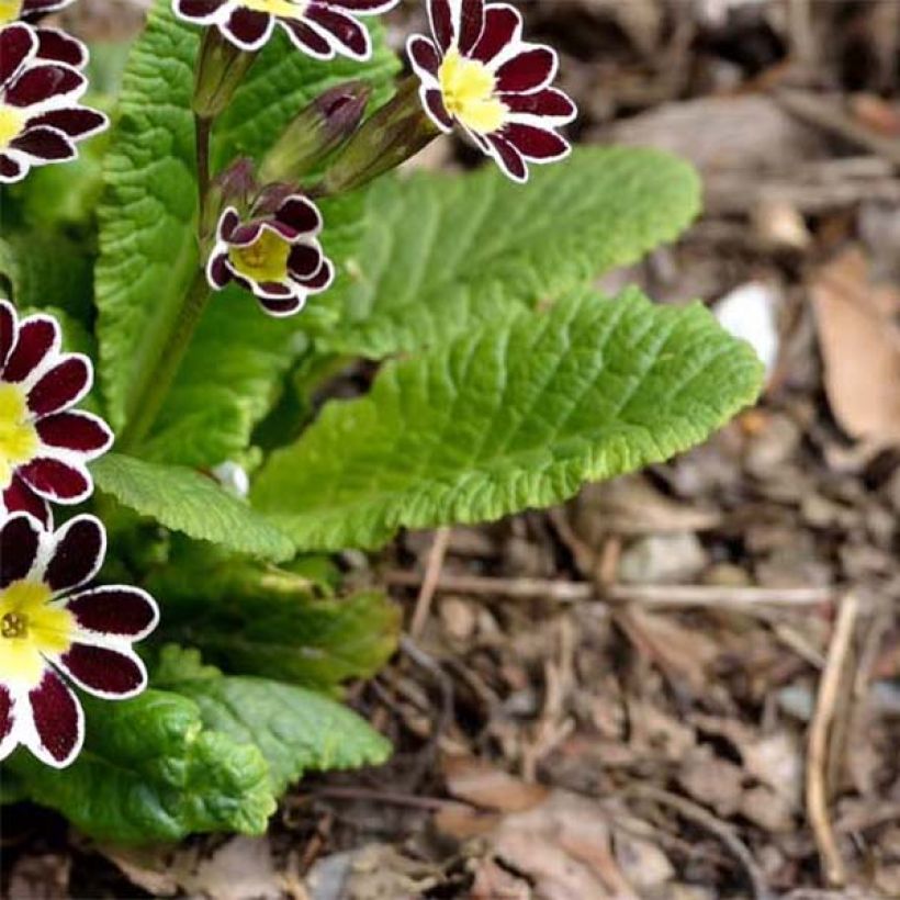 Primula eliator Victoriana Silver Lace Black (Follaje)