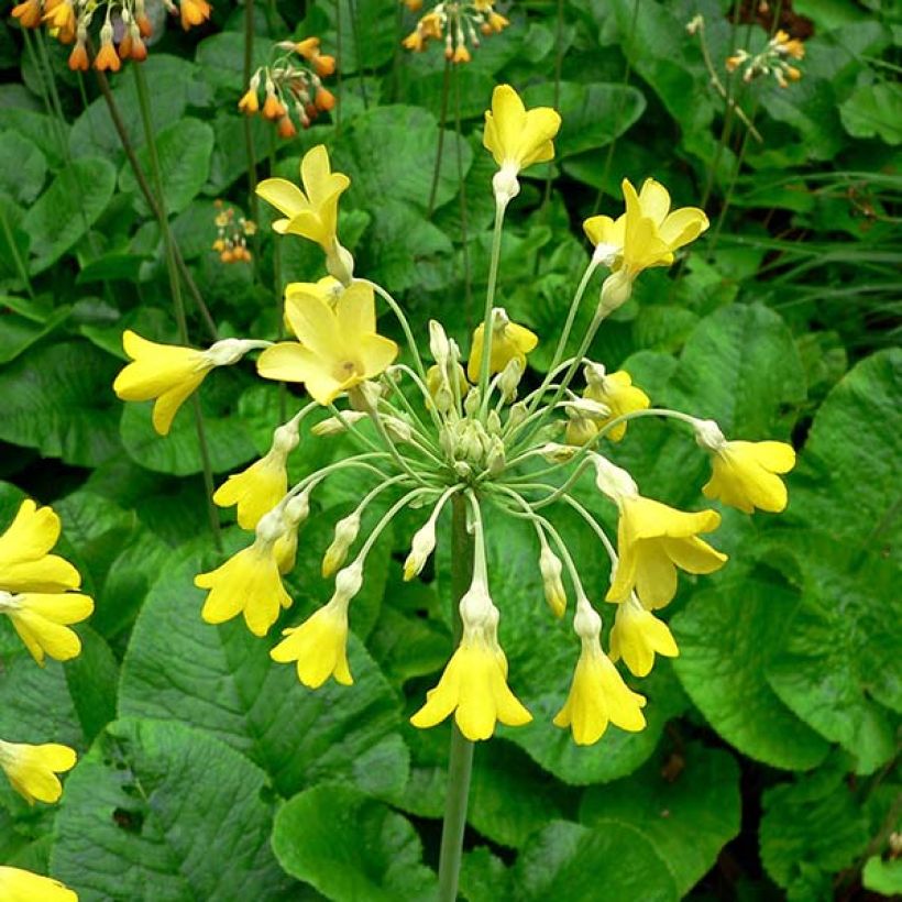 Primula florindae (Floración)