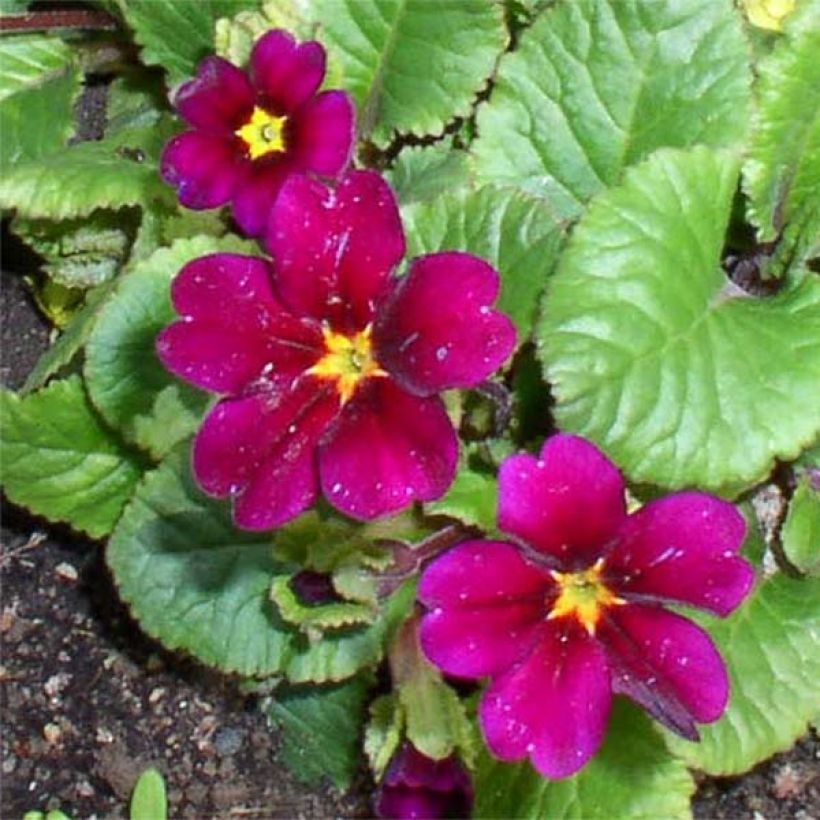 Primula juliae Ideaal (Floración)