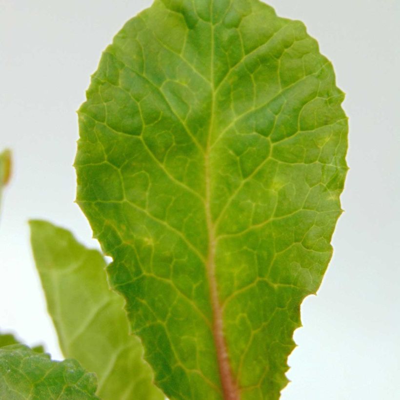 Primula juliae Wanda (Follaje)