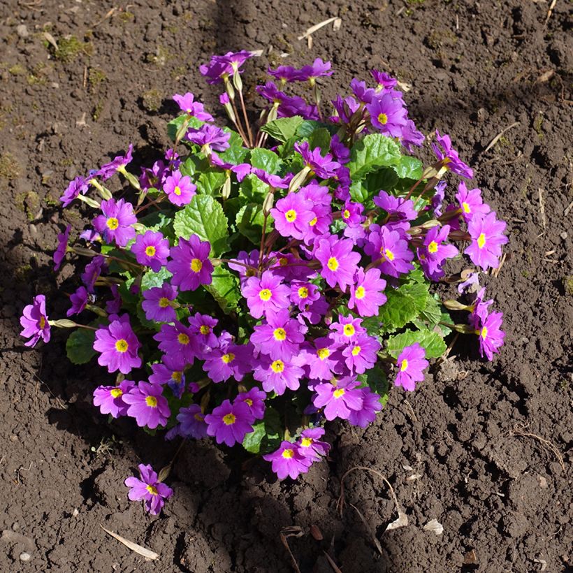 Primula juliae Wanda (Porte)